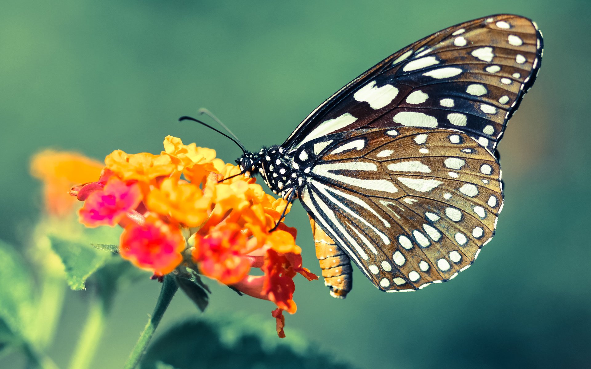 森林狼巅峰对决掀翻马刺，锡安存在感拉满的青春风暴