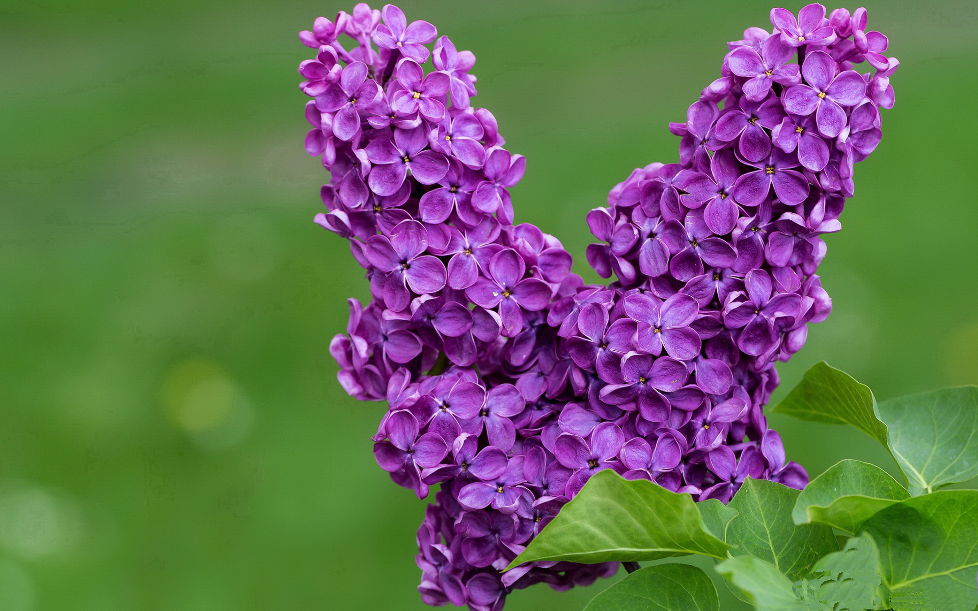 步行者轻取鹈鹕，利拉德成为关键先生